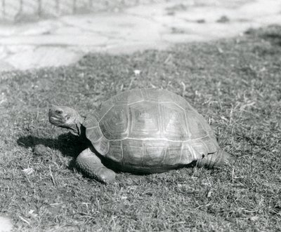 En skildpadde stående på græs i London Zoo i 1926 (s/h foto) af Frederick William Bond