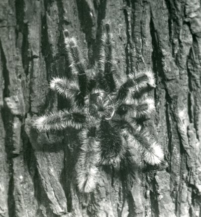 En Trinidad Chevron Tarantula på barken af en træstamme, London Zoo, oktober 1926 af Frederick William Bond