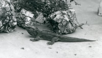 En Tuatara i London Zoo i 1927 af Frederick William Bond