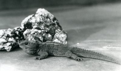 En Tuatara, der ligger foran en klippe i London Zoo i 1928 (s/h foto) af Frederick William Bond