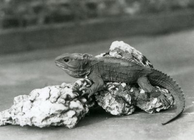 En Tuatara, liggende på en sten, i London Zoo i 1929 (s/h foto) af Frederick William Bond