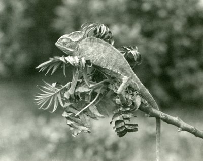 En sløret eller Yemenisk kamæleon for enden af en grøn gren i London Zoo, juni 1924 af Frederick William Bond