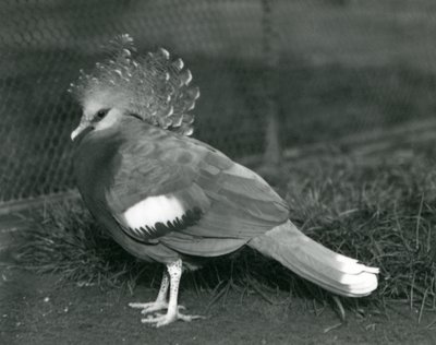 En Victoria Crowned Pigeon stående på jorden i London Zoo i september 1927 af Frederick William Bond