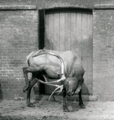 En WapitiElk-hjort står i sit indhegning i London Zoo i september 1927 af Frederick William Bond