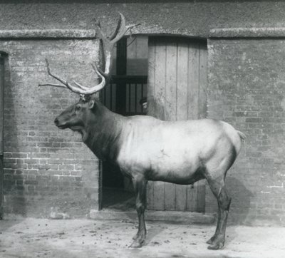 En WapitiElk-hjort står i sit indhegning i London Zoo i september 1927 af Frederick William Bond