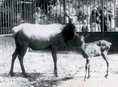 En Wapiti/Elg med sin fawn i deres fold med besøgende, der kigger på gennem barer, London Zoo af Frederick William Bond