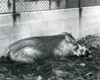Et vortesvin sover i mudder, London Zoo, juli 1927 (s/h-billede) af Frederick William Bond