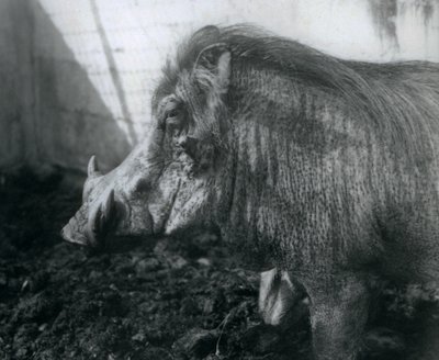 Et vortesvin stående i mudder, London Zoo, 1927 af Frederick William Bond