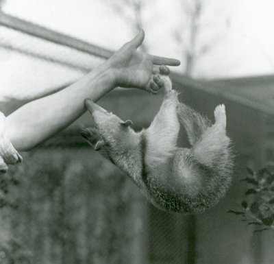 En ung Collared Tamandua, der hænger på sine brugers fingre med sin gribende hale, mens den rækker ud for at holde fast i målmandens arm, London Zoo, april 1925 af Frederick William Bond