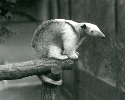 En ung Tamandua med halsbånd, der sidder for enden af en gren og holder fast med sin gribehale, London Zoo, 24. april 1925 af Frederick William Bond