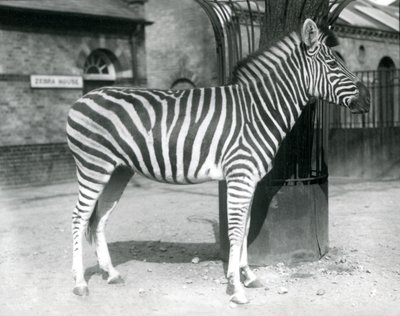 En zebra står i folden uden for zebrahuset i London Zoo i 1925 af Frederick William Bond
