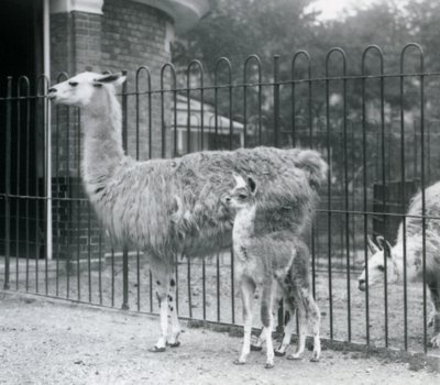 En baby Lama eller Cria med sin mor i London Zoo, 1926 af Frederick William Bond