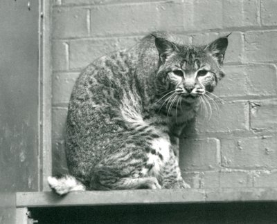 En bay lynx bobcat kigger ned fra en afsats, som den sidder på, i dens indhegning, London Zoo, marts 1925 af Frederick William Bond