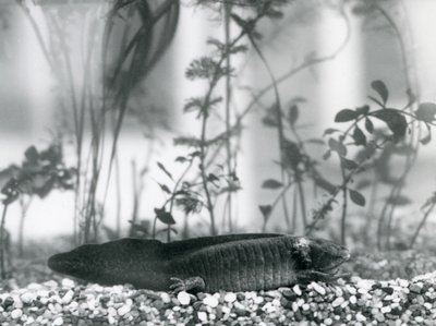 En sort Axolotl/Mexicansk Salamander hviler på grus på gulvet i en tank i London Zoo i 1928 (s/h foto) af Frederick William Bond