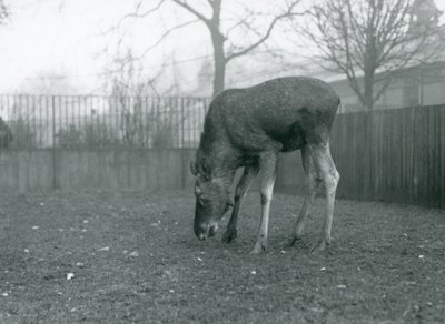 En tyr Elg/Elg står i sin fold og rækker ned mod græsset, London Zoo, januar 1926 (s/h-foto) af Frederick William Bond