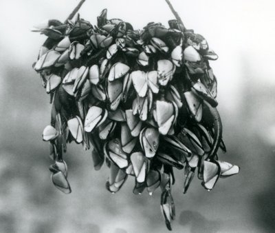 En klump af Pelagisk Svanehals Glat Svanehals-barnacles bliver suspenderet i vandet på et reb, London Zoo, marts 1925 af Frederick William Bond