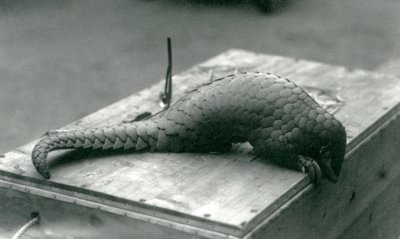 En kritisk truet kinesisk Pangolin kigger ned over kanten af trækassen, den sidder på, London Zoo, juli 1925 af Frederick William Bond