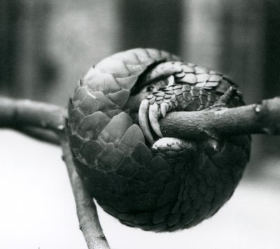 En kritisk truet kinesisk Pangolin hviler, krøllet omkring en vandret gren, London Zoo, før 1930 af Frederick William Bond