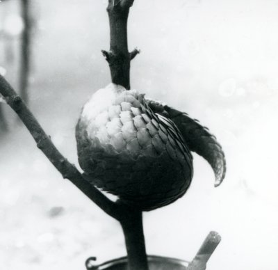 En kritisk truet kinesisk Pangolin hviler, krøllet rundt om en lodret gren, London Zoo, juli 1925 af Frederick William Bond