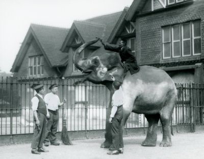 En dekoreret indisk elefant med tre vogtere og træner uden for Elephant House i London Zoo i 1927 af Frederick William Bond