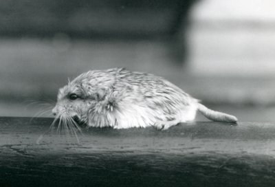 En fed hale / duprasi ørkenrotte, London Zoo, juli 1925 (s/h foto) af Frederick William Bond