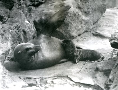 En californisk søløvehun ligger på en klippeterrasse, mens hun fodrer sin unge, London Zoo, juli 1925 af Frederick William Bond