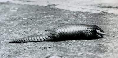 En kvindelig kinesisk Pangolin i London Zoo i august 1925 af Frederick William Bond