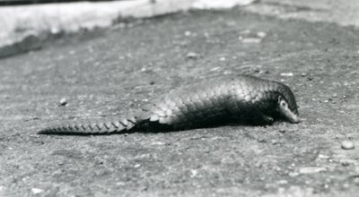 En kvindelig kinesisk Pangolin i London Zoo i august 1925 af Frederick William Bond