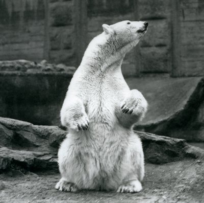 En isbjørnehun sidder på hug på Mappin Terraces i London Zoo i september 1928 af Frederick William Bond