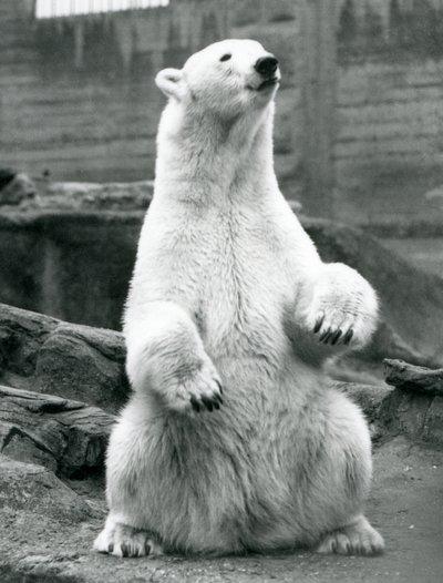 En isbjørnehun sidder på hug på Mappin Terraces i London Zoo i september 1928 af Frederick William Bond