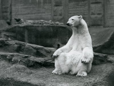 En kvindelig isbjørn sidder på huk på Mappin-terrasserne i London Zoo i september 1928 af Frederick William Bond