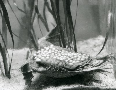 En hun surinam tudse med sine æg indlejret i huden på ryggen, London Zoo af Frederick William Bond