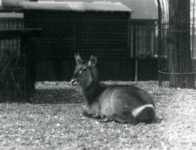En kvindelig vandbuk, Kobus ellipsiprymnus, siddende i sin indhegning i London Zoo, juni 1924 af Frederick William Bond