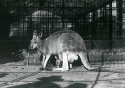 En kvindelig doe flyer jill rød kænguru med sin unge eller joey i sin pose, London Zoo, 1922 af Frederick William Bond