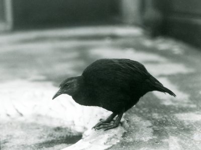 En flyveløs WekaMaori-høneWoodhen i London Zoo i 1927 af Frederick William Bond