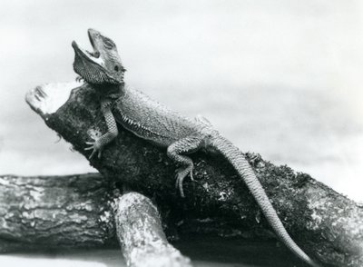 En gabende skægget drage holder fast i en træstamme, London Zoo, august 1928 (s/h-foto) af Frederick William Bond