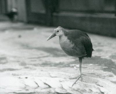 En gråhalset træskinne eller gråkappet træskinne (Aramides cajaneus) stående på et ben i London Zoo i september 1927 af Frederick William Bond