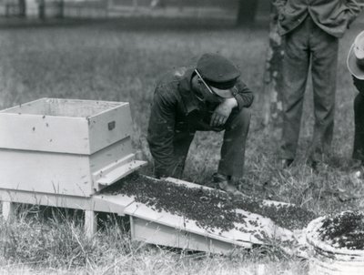 En gruppe vogtere, inklusive Brown, flytter en sværm honningbier, London Zoo, juli 1926 af Frederick William Bond