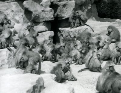 En gruppe eller flok hellige bavianer, der sidder på klipper i deres indhegning, London Zoo, juli 1925 af Frederick William Bond