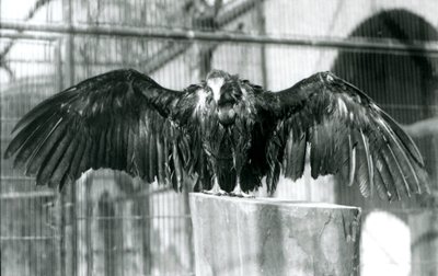 En hættegrib, der står på en træstamme med udstrakte vinger, nyder en aprilbyge i London Zoo før 1930 (s/h-foto) af Frederick William Bond