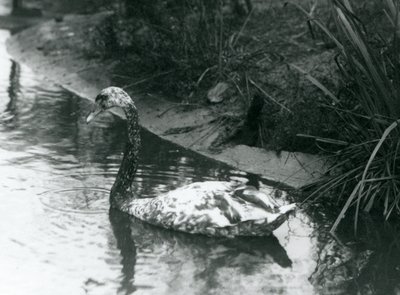 En hybridsvane, Mute x Black, svømmede i en dam i London Zoo i 1927 af Frederick William Bond