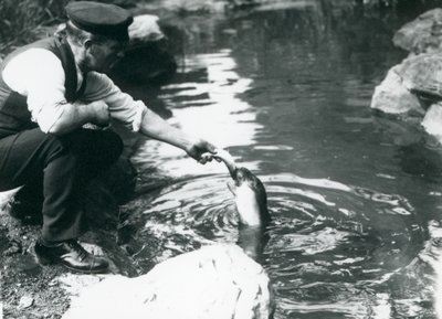 En målmand, der fodrer fisk til en ung klapmyds i dens pool i London Zoo, juni 1914 af Frederick William Bond