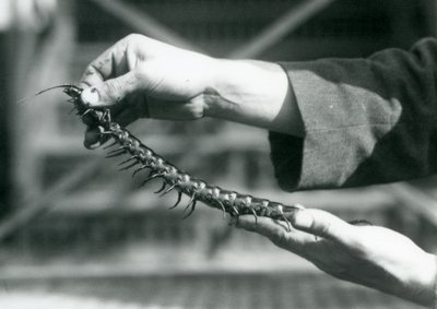 En målmand med en kæmpe tusindben i hænderne, London Zoo, 1927 af Frederick William Bond