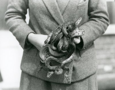 En målmand holder en knude af ung Royal eller Ball Python i London Zoo i 1931 (s/h foto) af Frederick William Bond