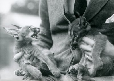 En målmand holder et par Caracal-killinger på skødet, London Zoo, 1924 af Frederick William Bond