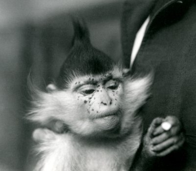 En målmand holder fregner, en Black Crested eller Congo Mangabey, London Zoo, 1924 af Frederick William Bond