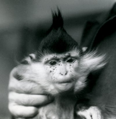 En målmand holder fregner, en Black Crested eller Congo Mangabey, London Zoo, 1924 af Frederick William Bond