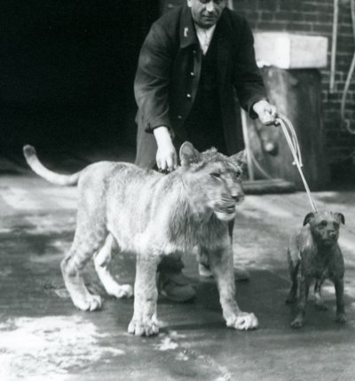 En vogter tager en hund og en ung løve en tur, London Zoo, august 1925 (s/h-foto) af Frederick William Bond