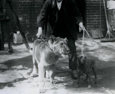 En keeper tager en irsk terrier og en ung løve en tur på snor, London Zoo, september 1925 af Frederick William Bond