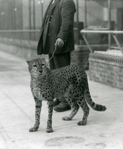 En målmand med en gepard i snor, London Zoo af Frederick William Bond